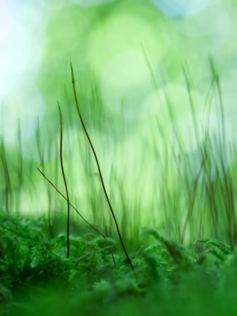 Jungle sous-marine