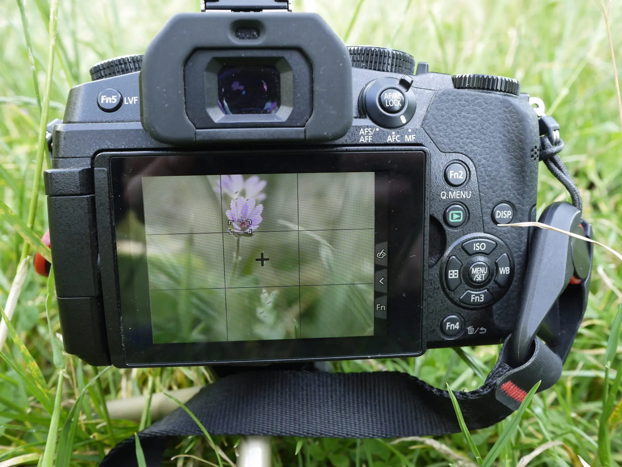Illustration-focus-peaking-1 Photo de l'écran de mon boîtier avec une fleur dans le cadre pour montrer l'utilisation du focus peaking