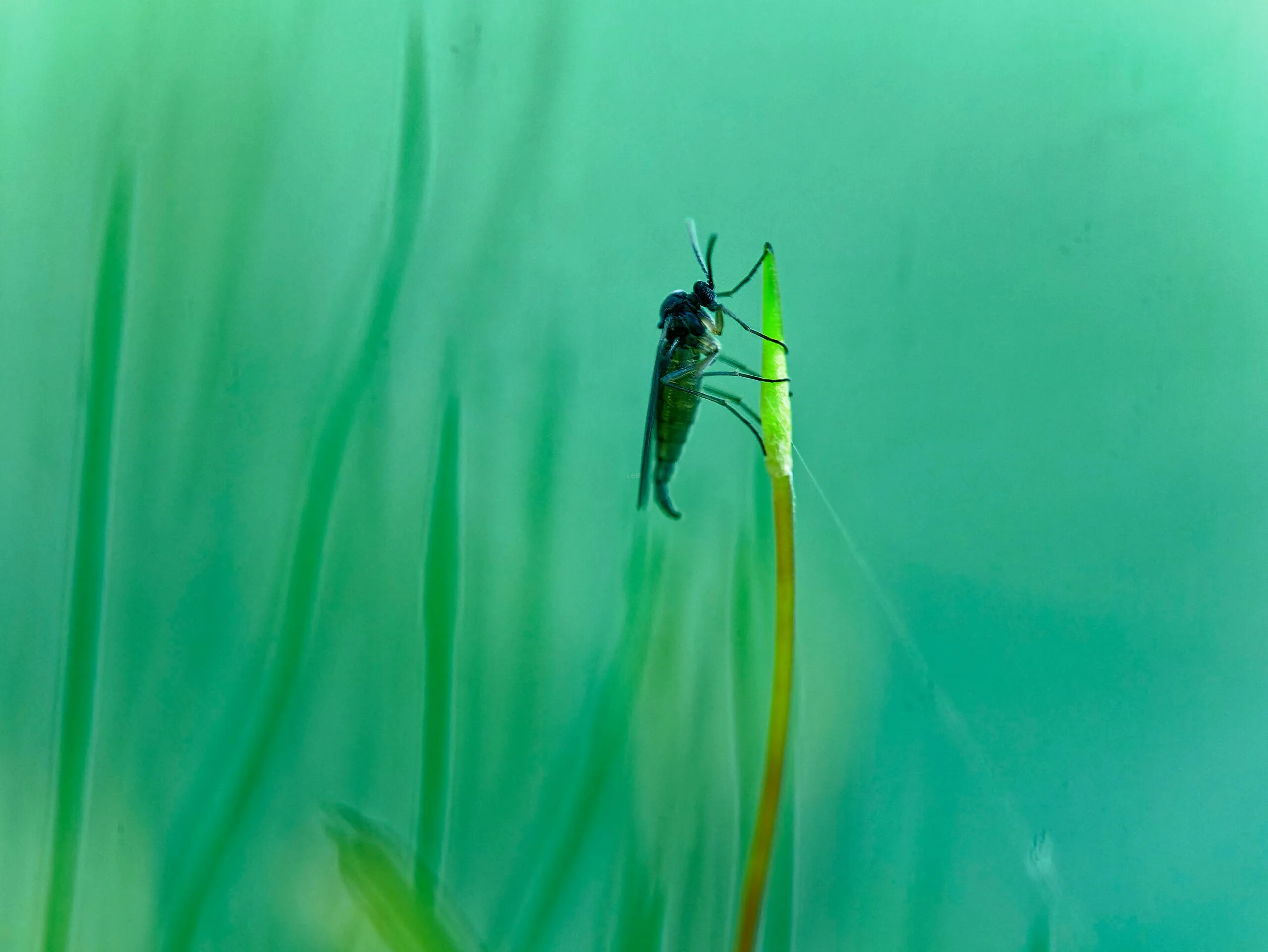 Photo gardée (balance des blancs un peu refroidie)
